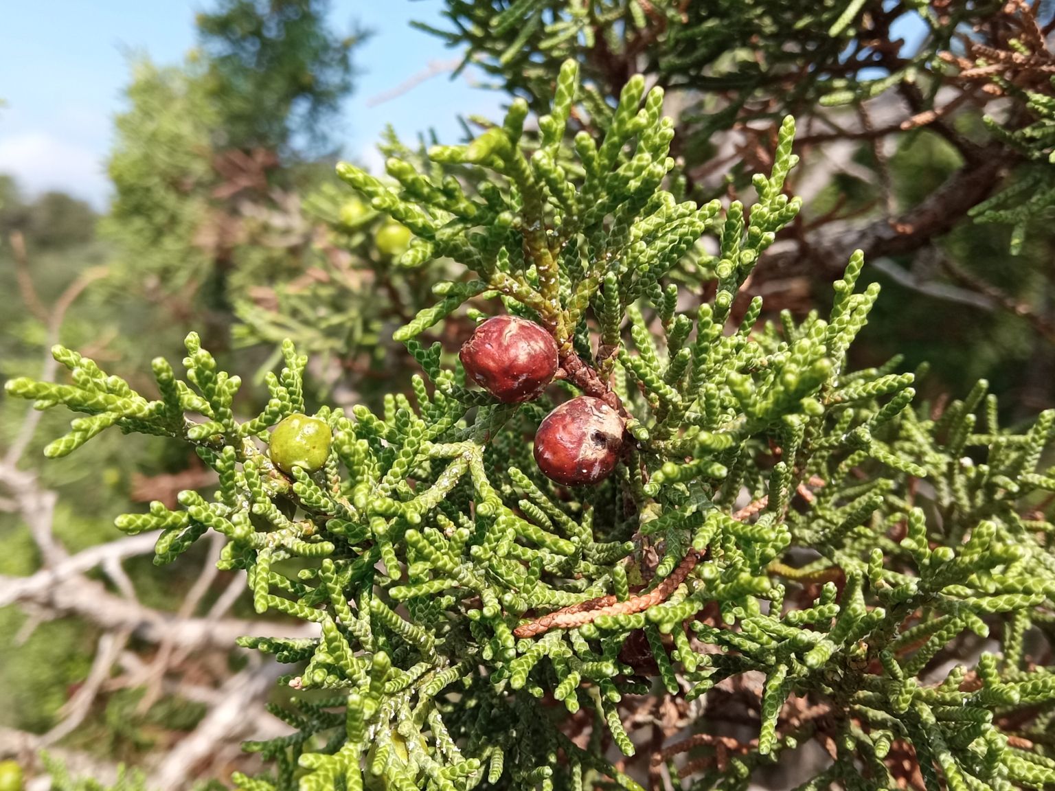 Juniperus phoenicea
