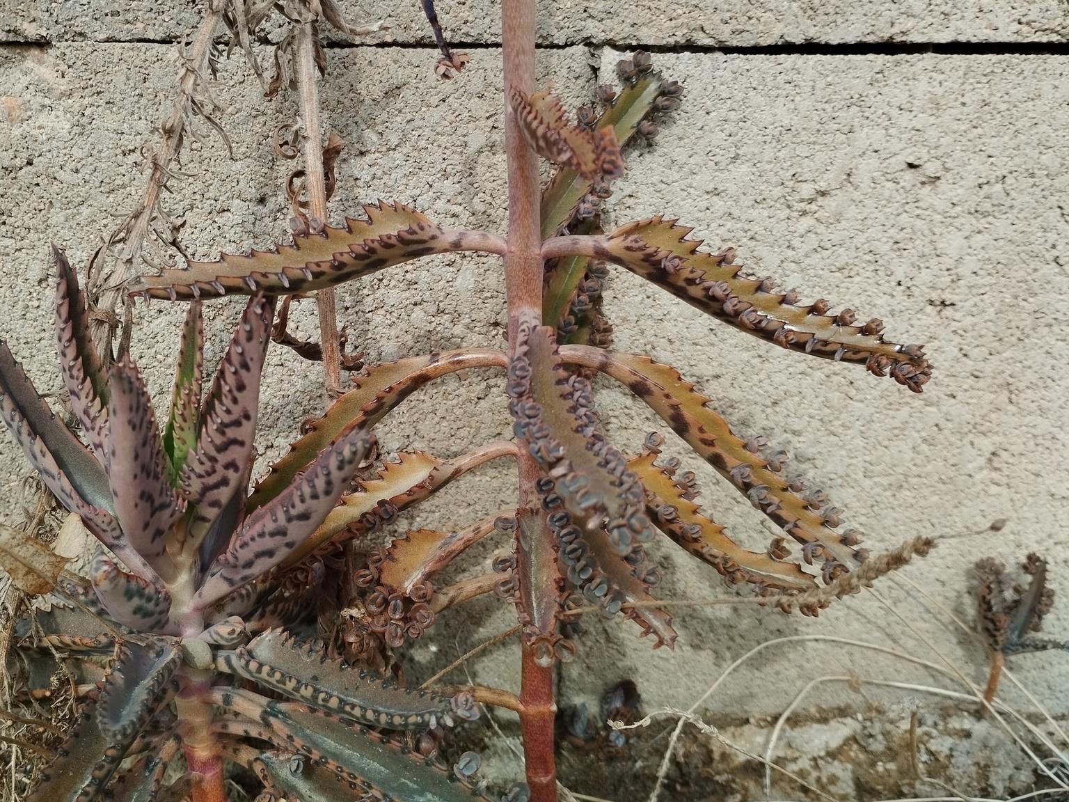 Kalanchoe ×houghtonii