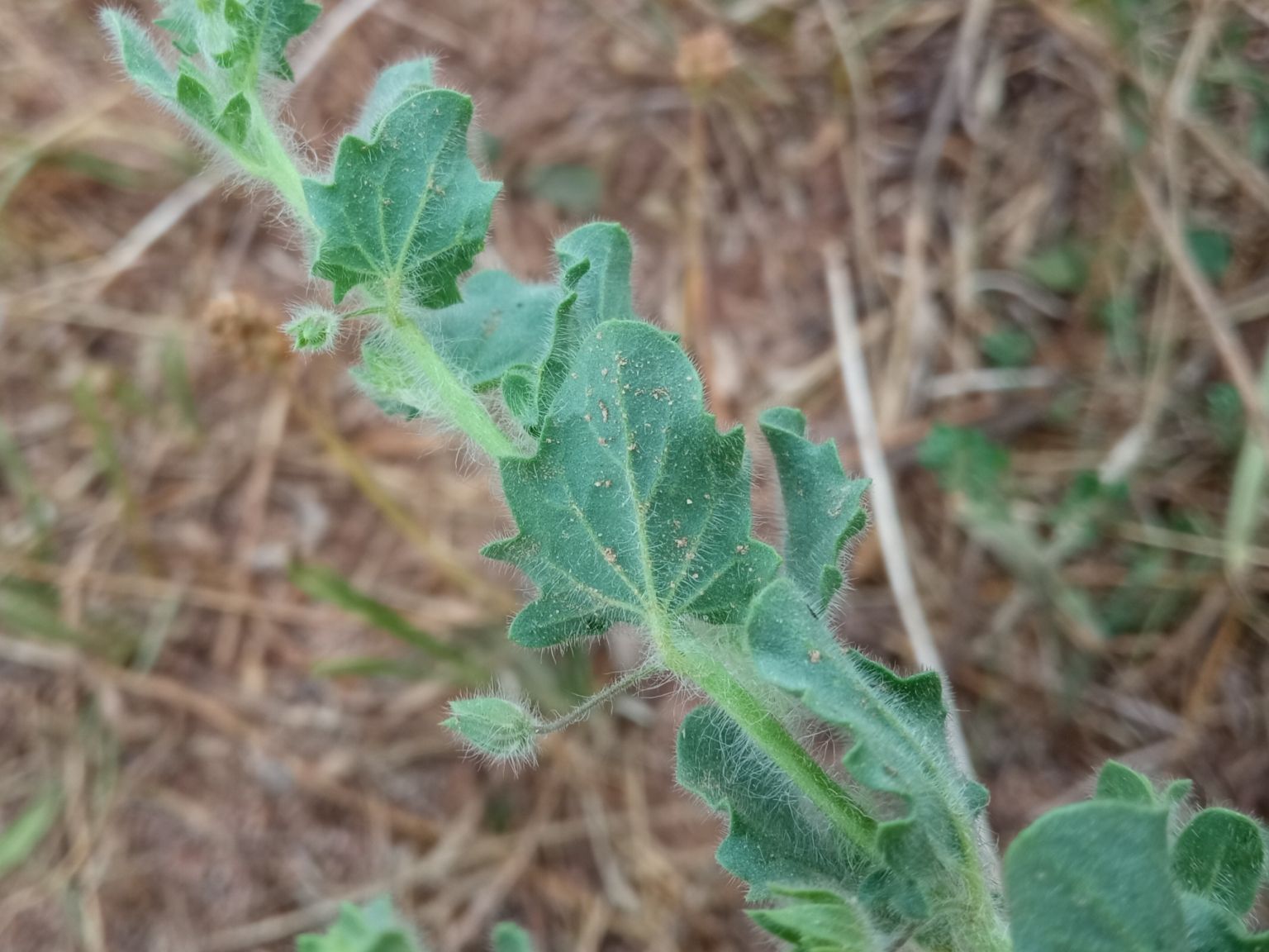 Kickxia elatine crinita