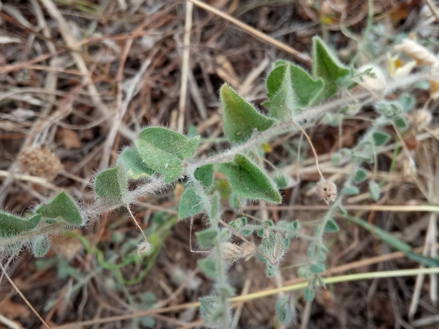 Kickxia elatine elatine