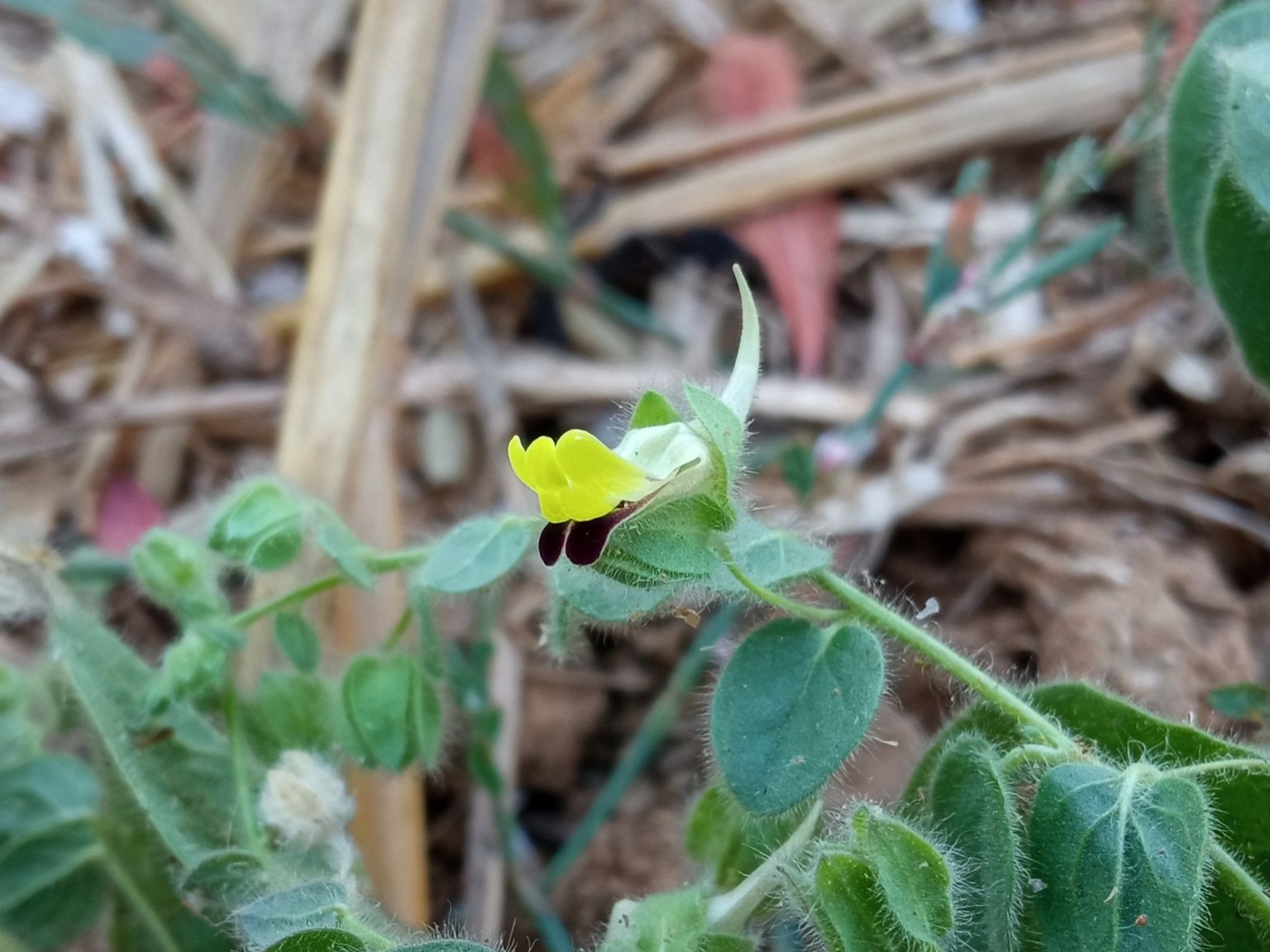 Kickxia spuria integrifolia