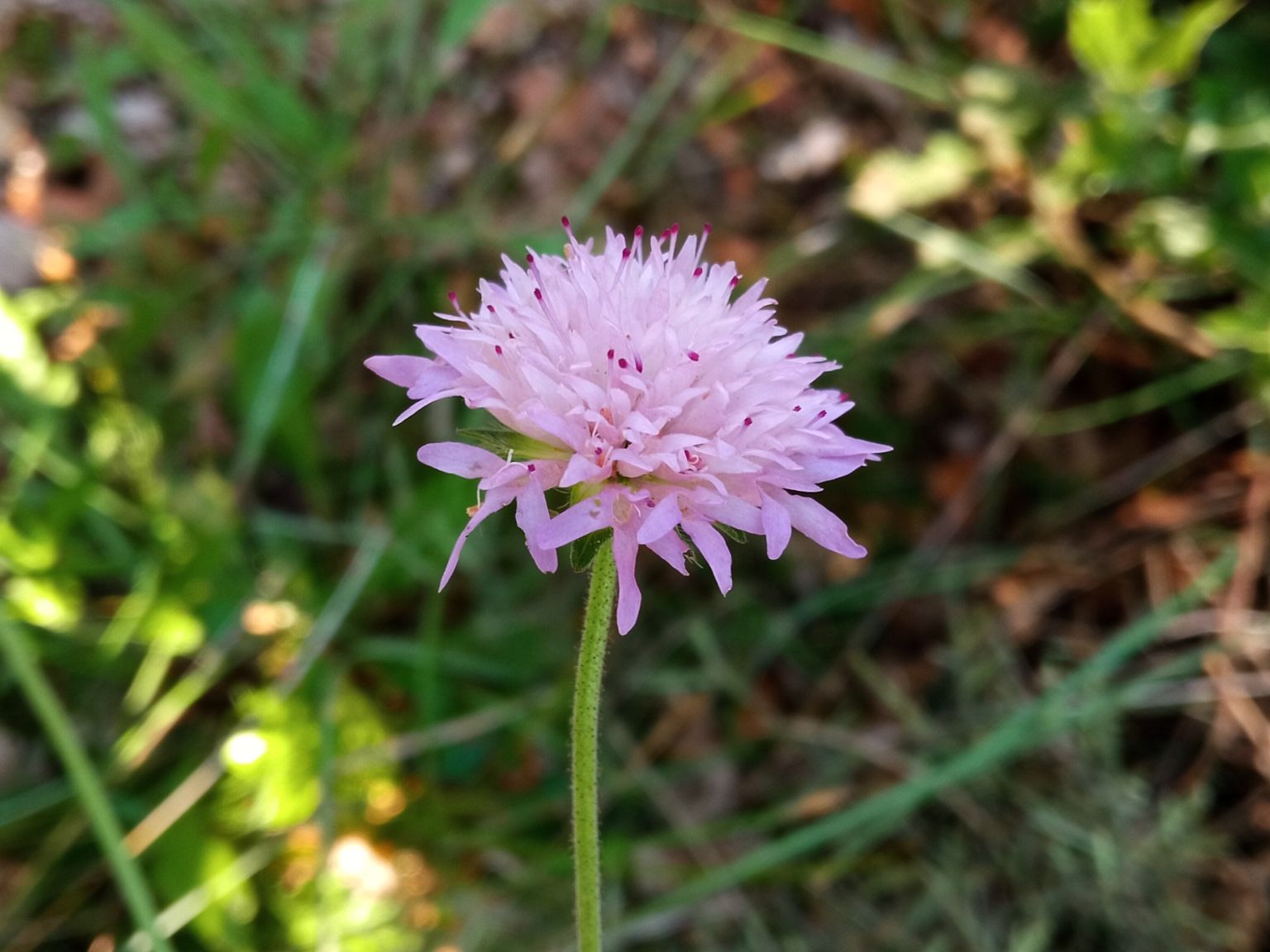 Knautia collina