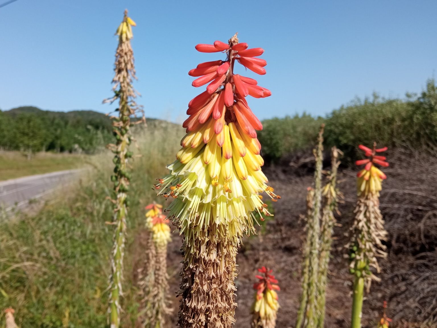 Kniphofia ×praecox