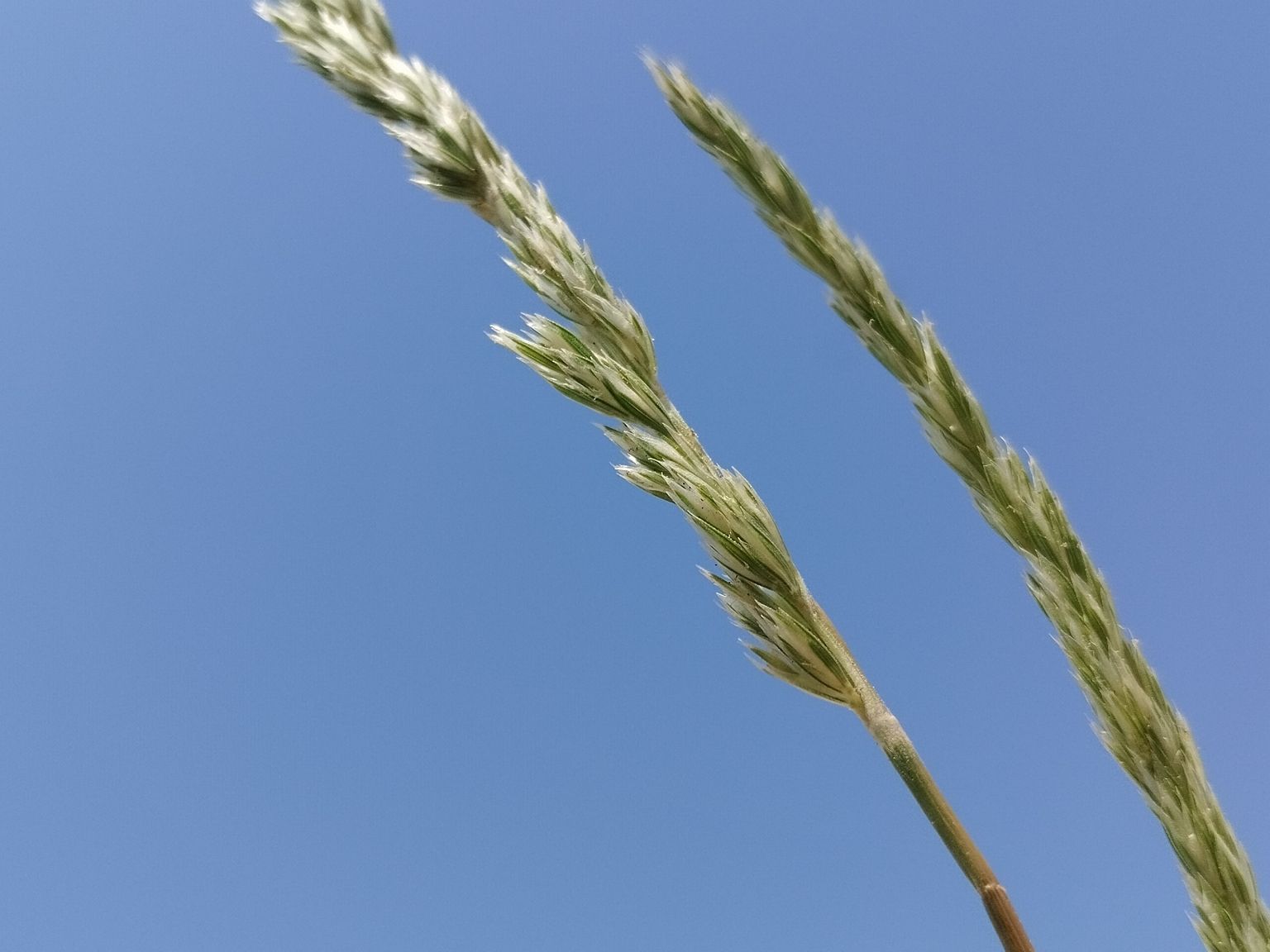 Koeleria pyramidata pyramidata