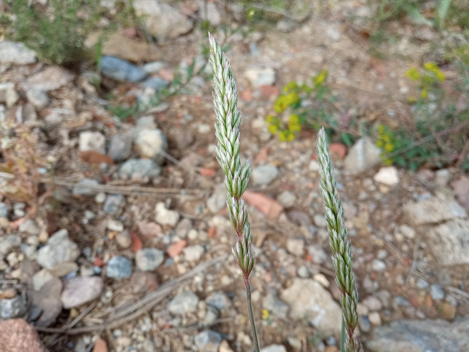 Koeleria vallesiana vallesiana