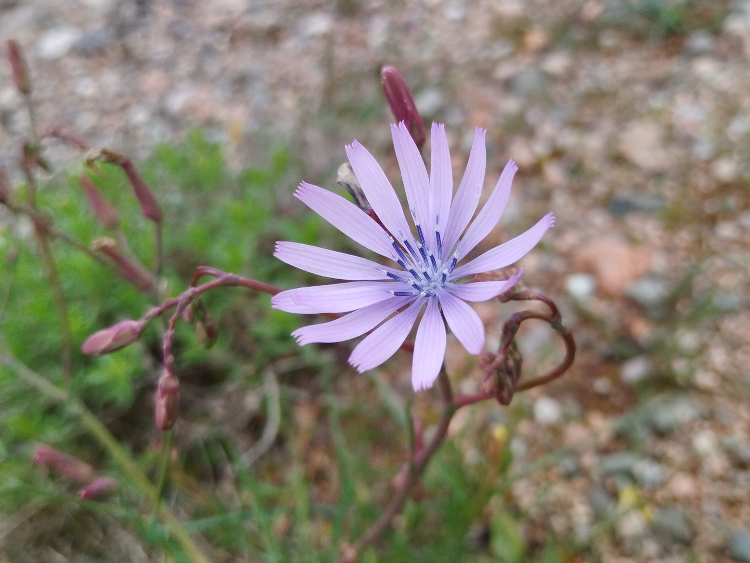 Lactuca perennis perennis