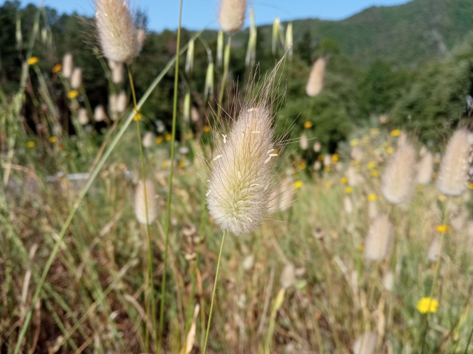 Lagurus ovatus ovatus