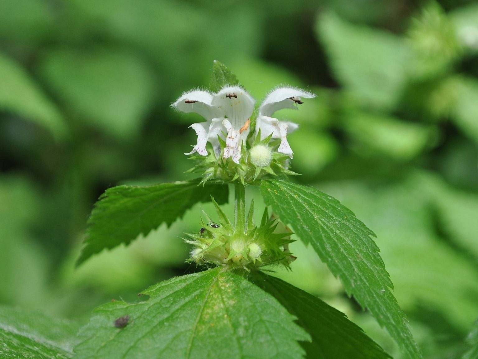 Lamium flexuosum