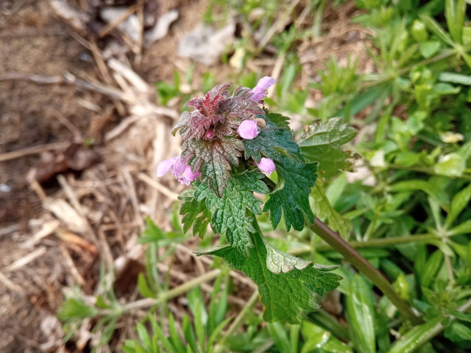 Lamium hybridum