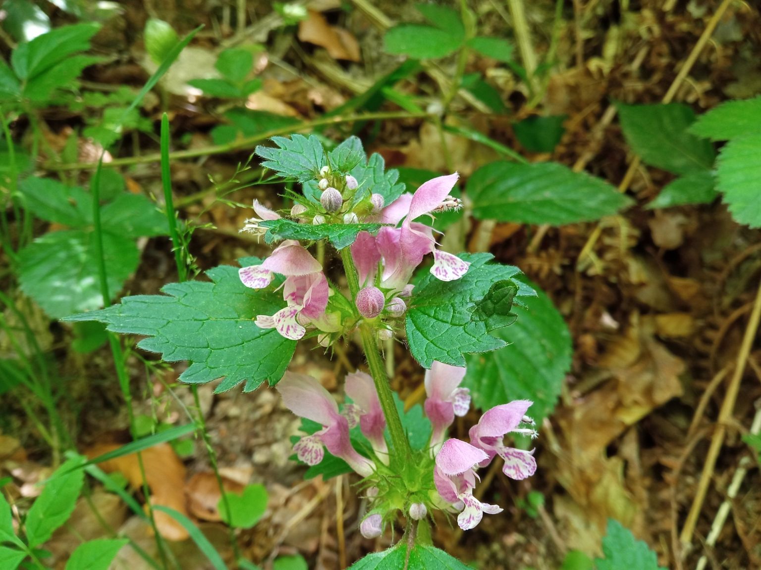 Lamium maculatum