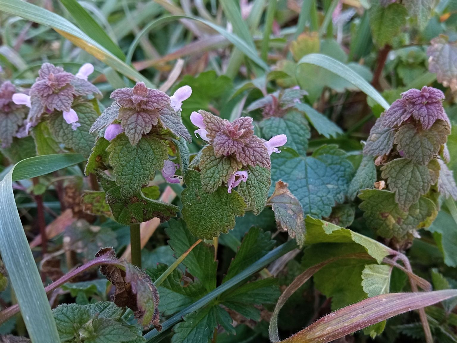 Lamium purpureum