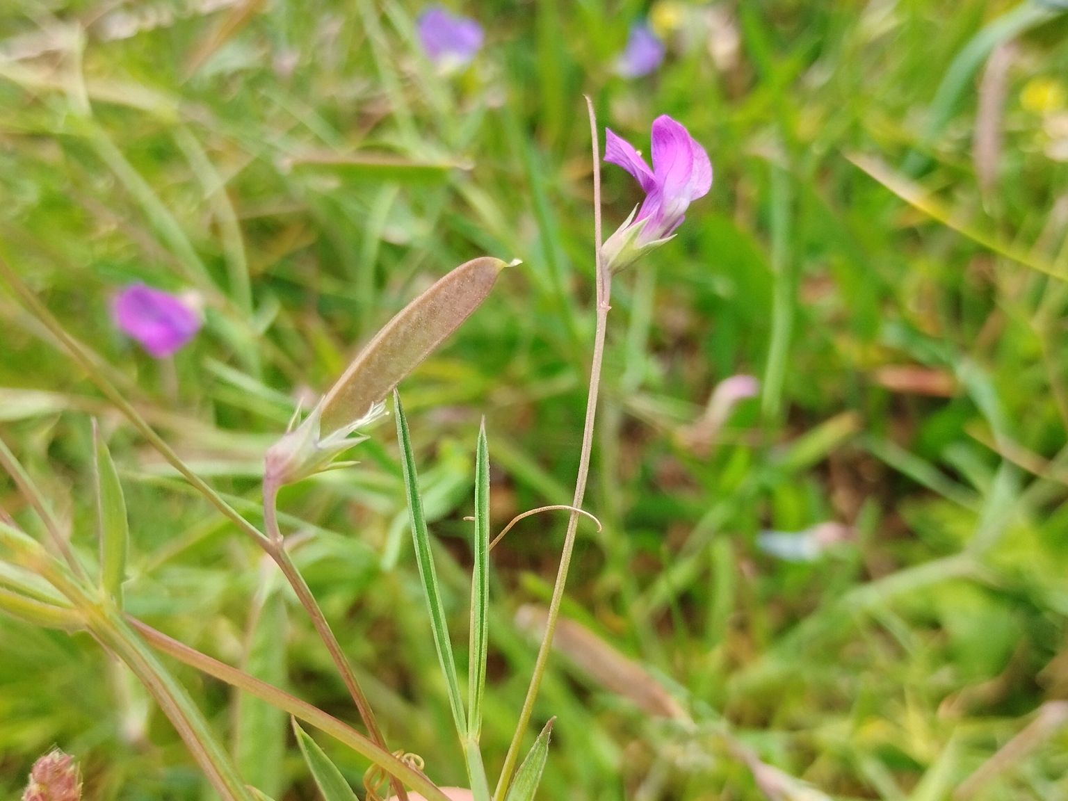 Lathyrus angulatus
