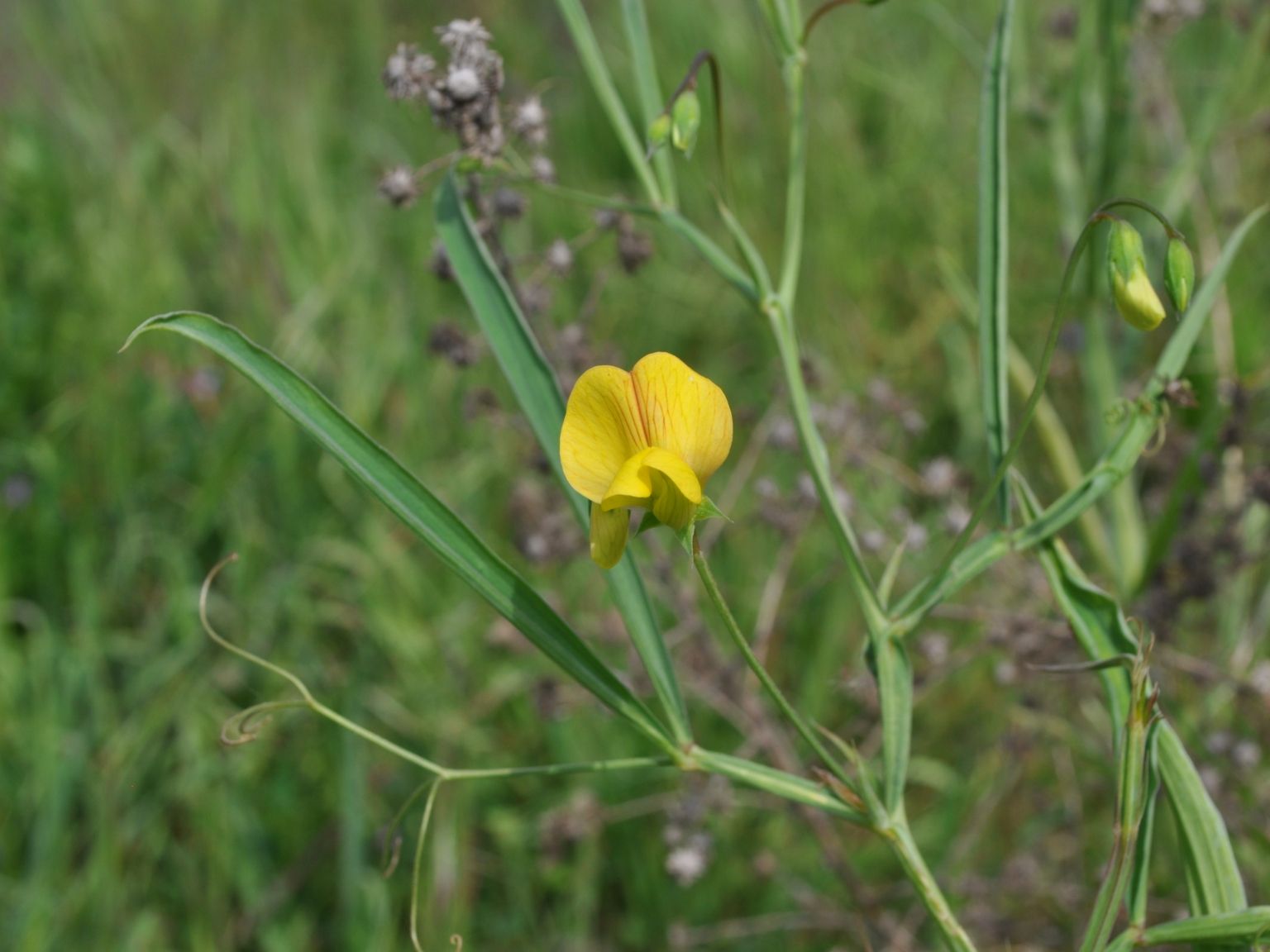 Lathyrus annuus