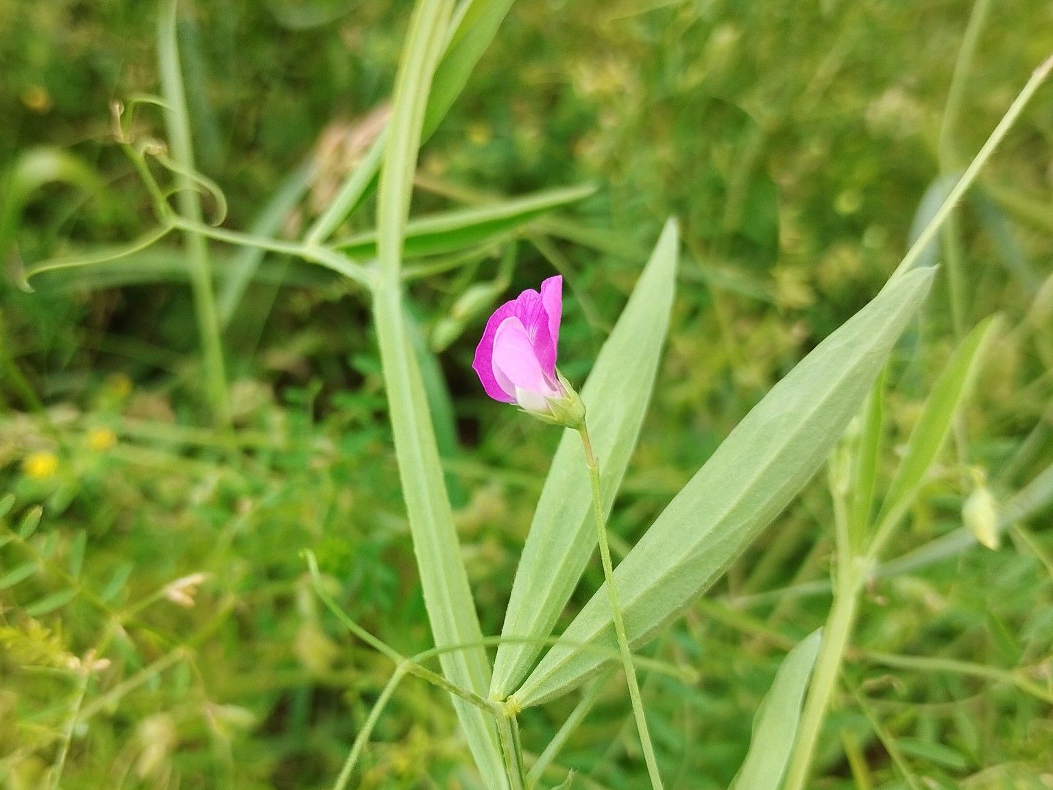 Lathyrus hirsutus