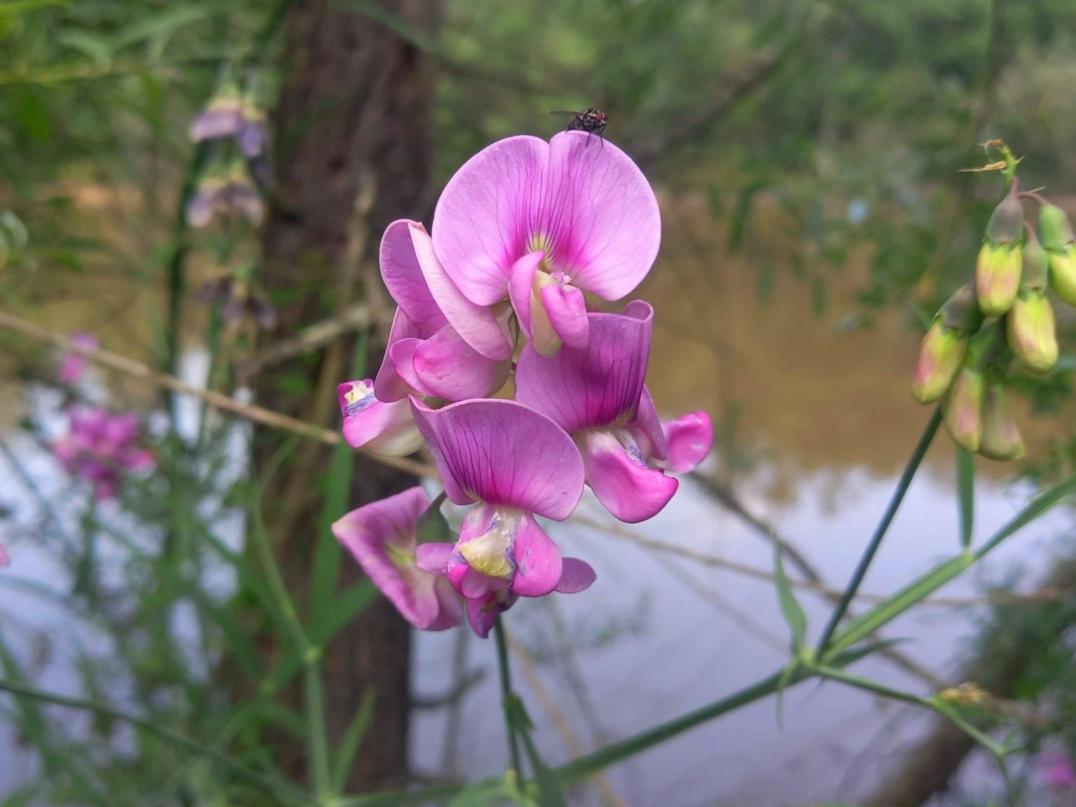 Lathyrus latifolius
