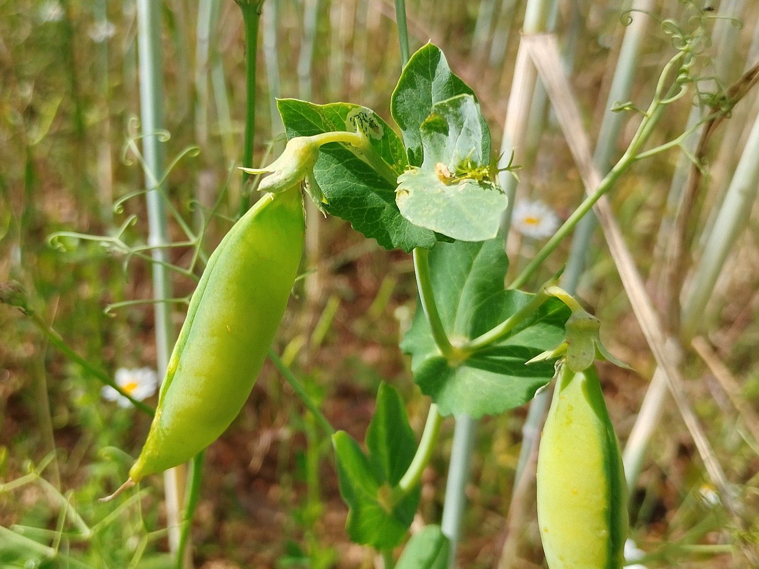 Lathyrus oleraceus oleraceus