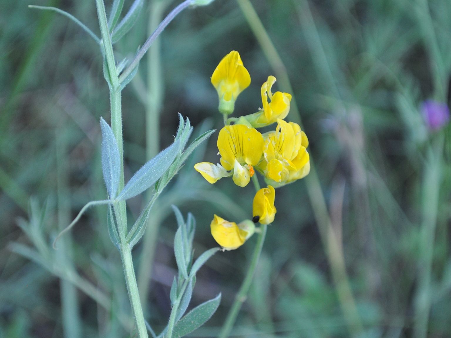 Lathyrus pratensis