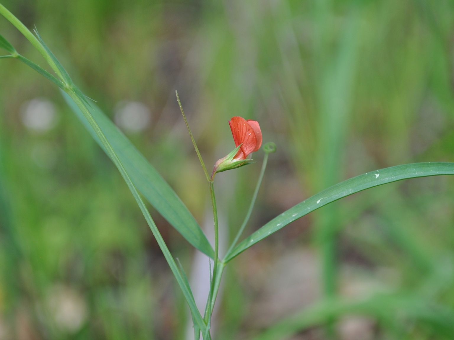 Lathyrus sphaericus