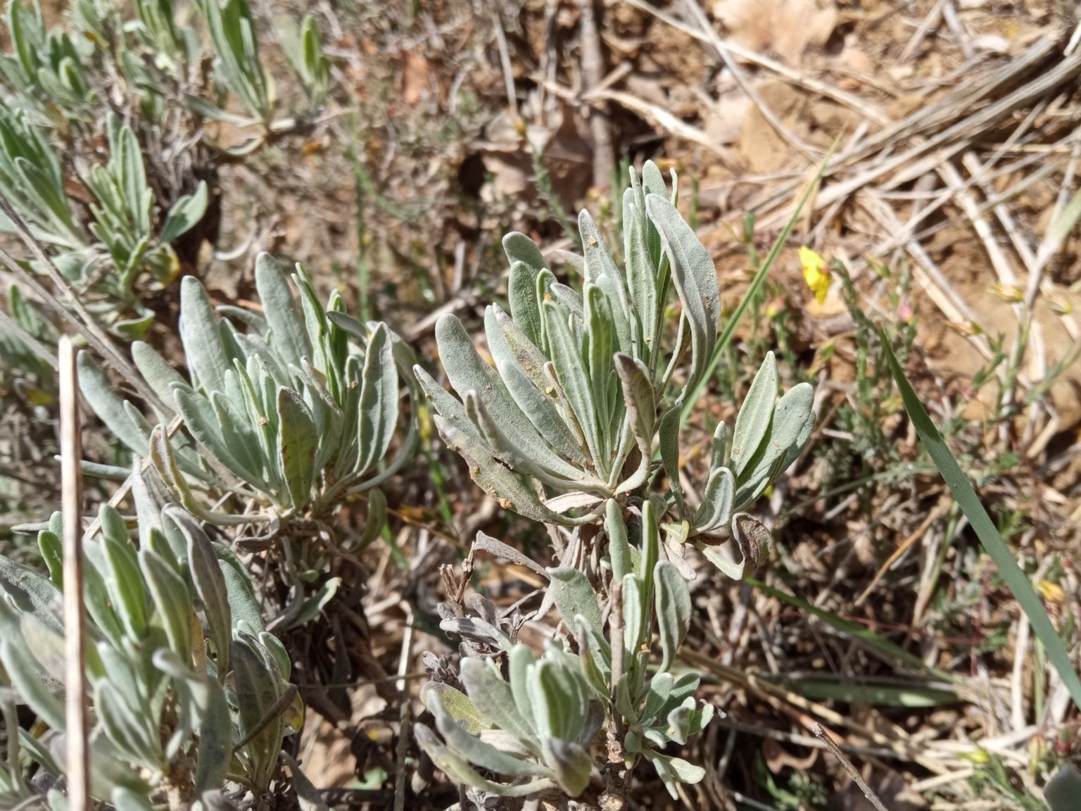 Lavandula latifolia