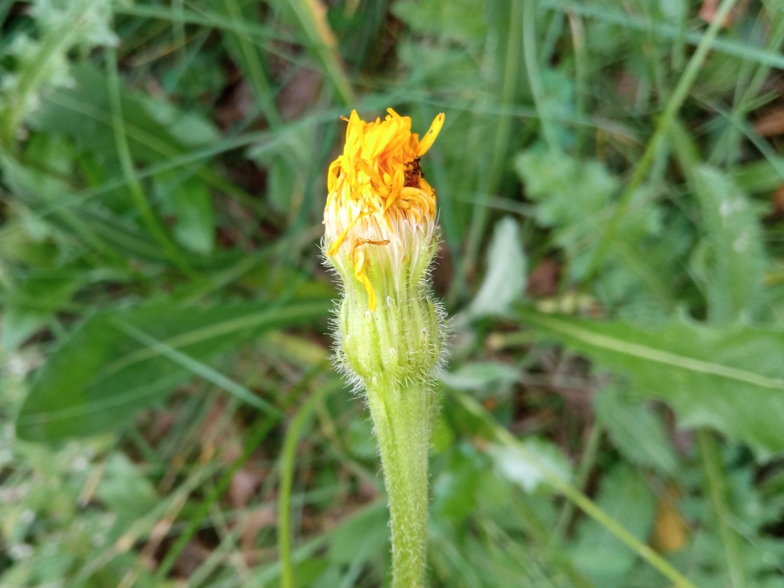 Leontodon hispidus hispidus