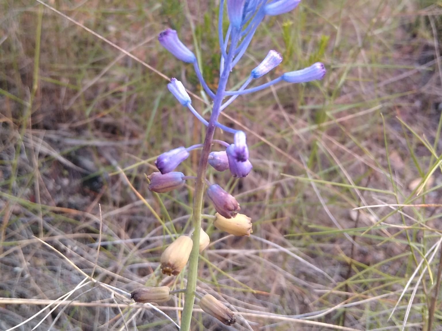 Leopoldia matritensis