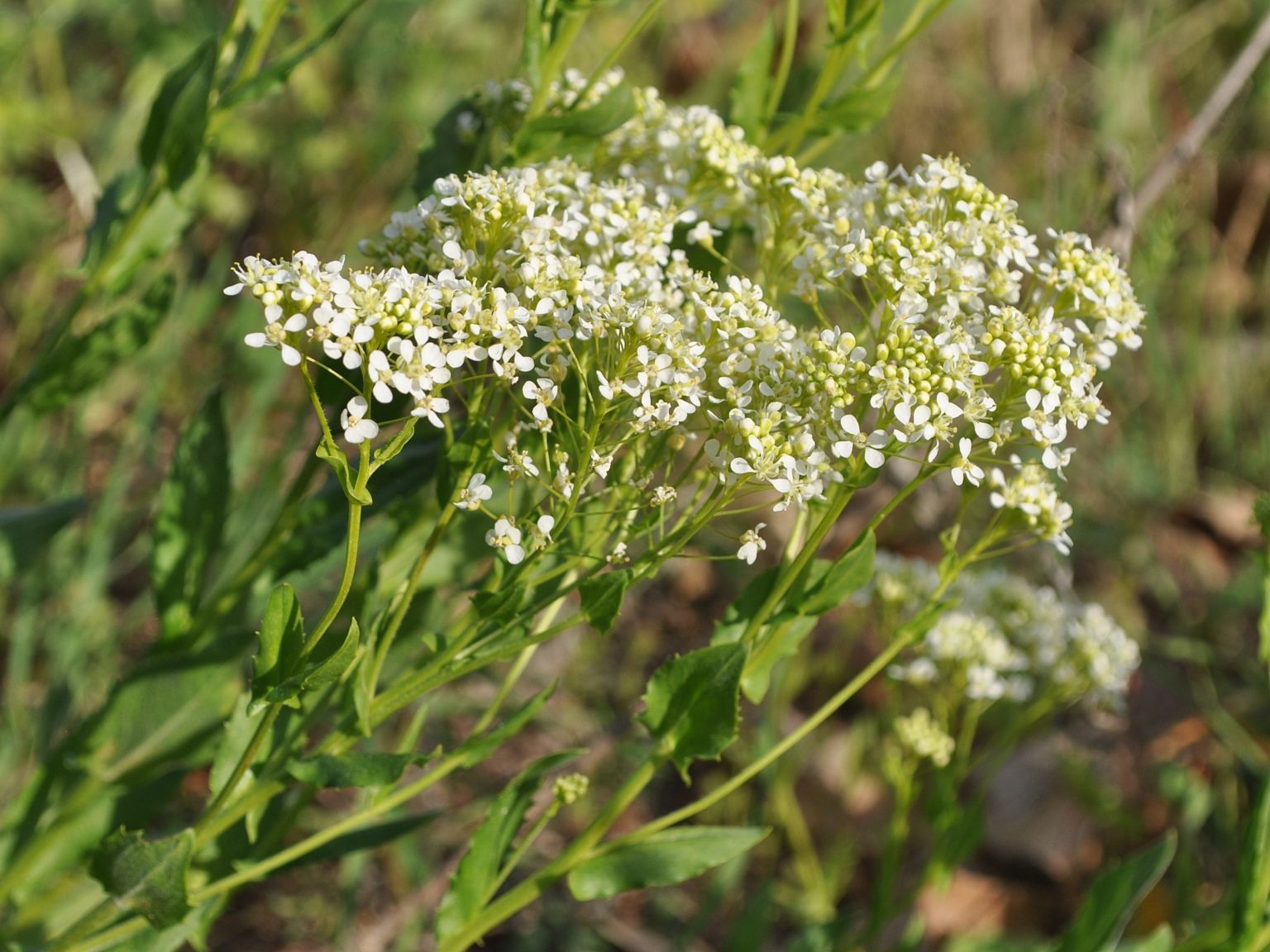 Lepidium draba draba