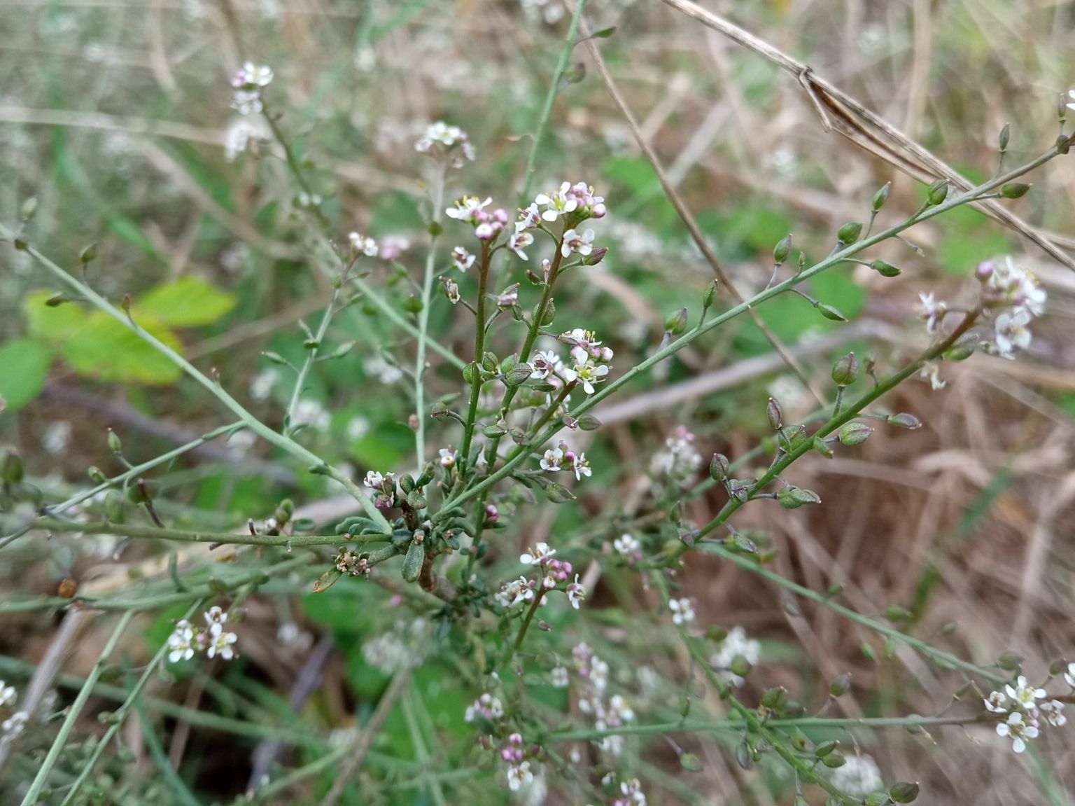 Lepidium graminifolium