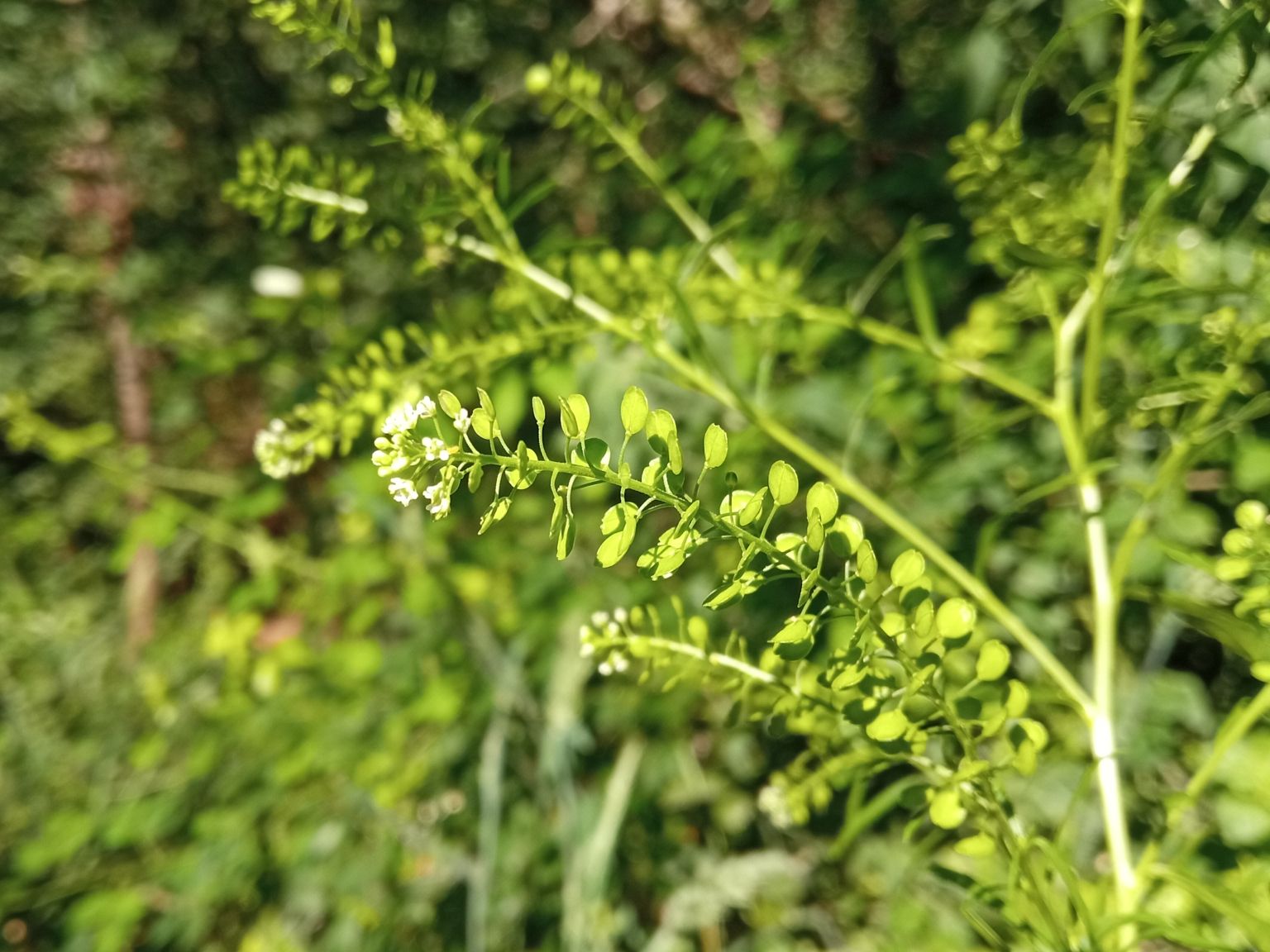 Lepidium virginicum virginicum
