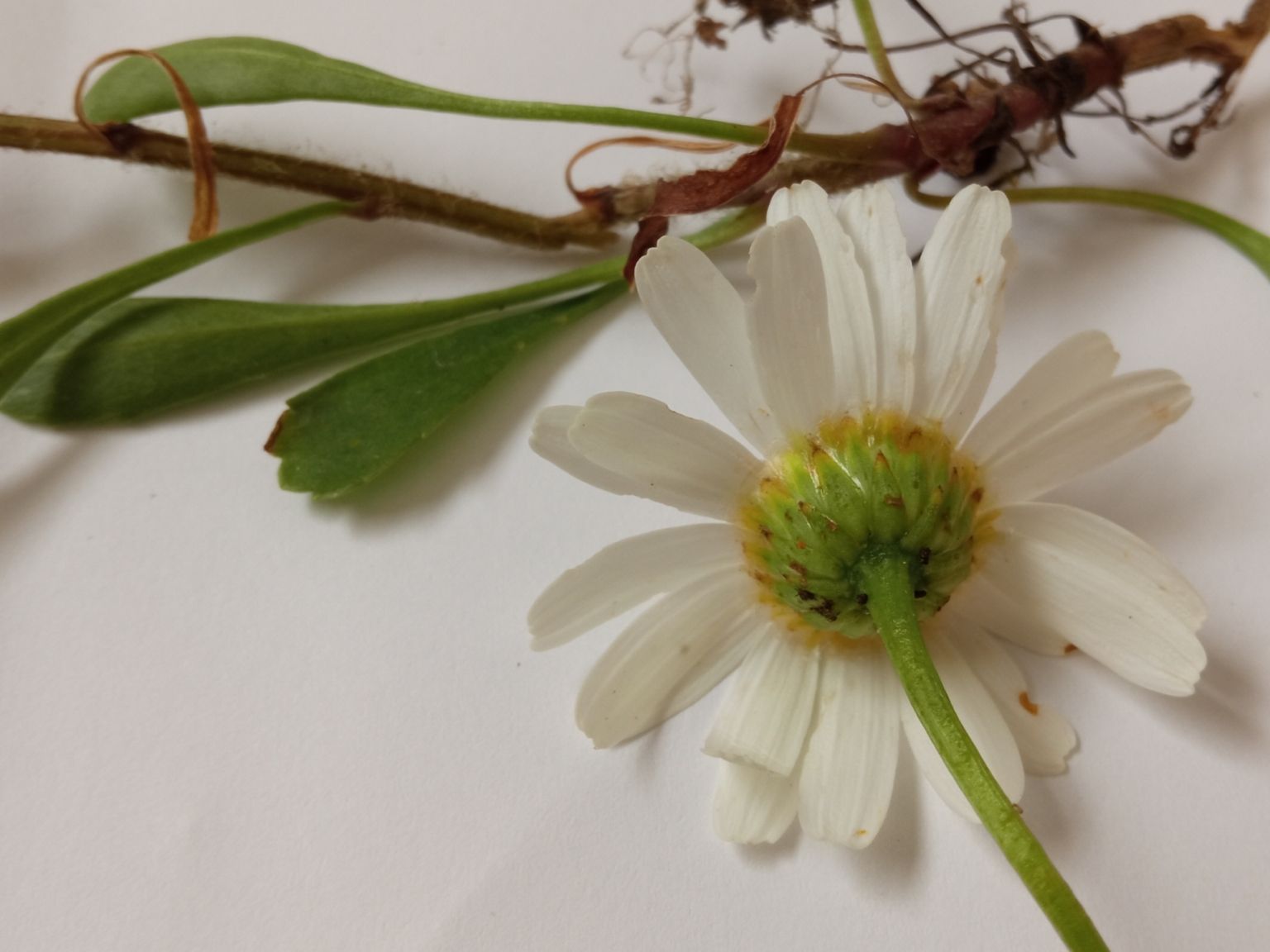 Leucanthemum pallens