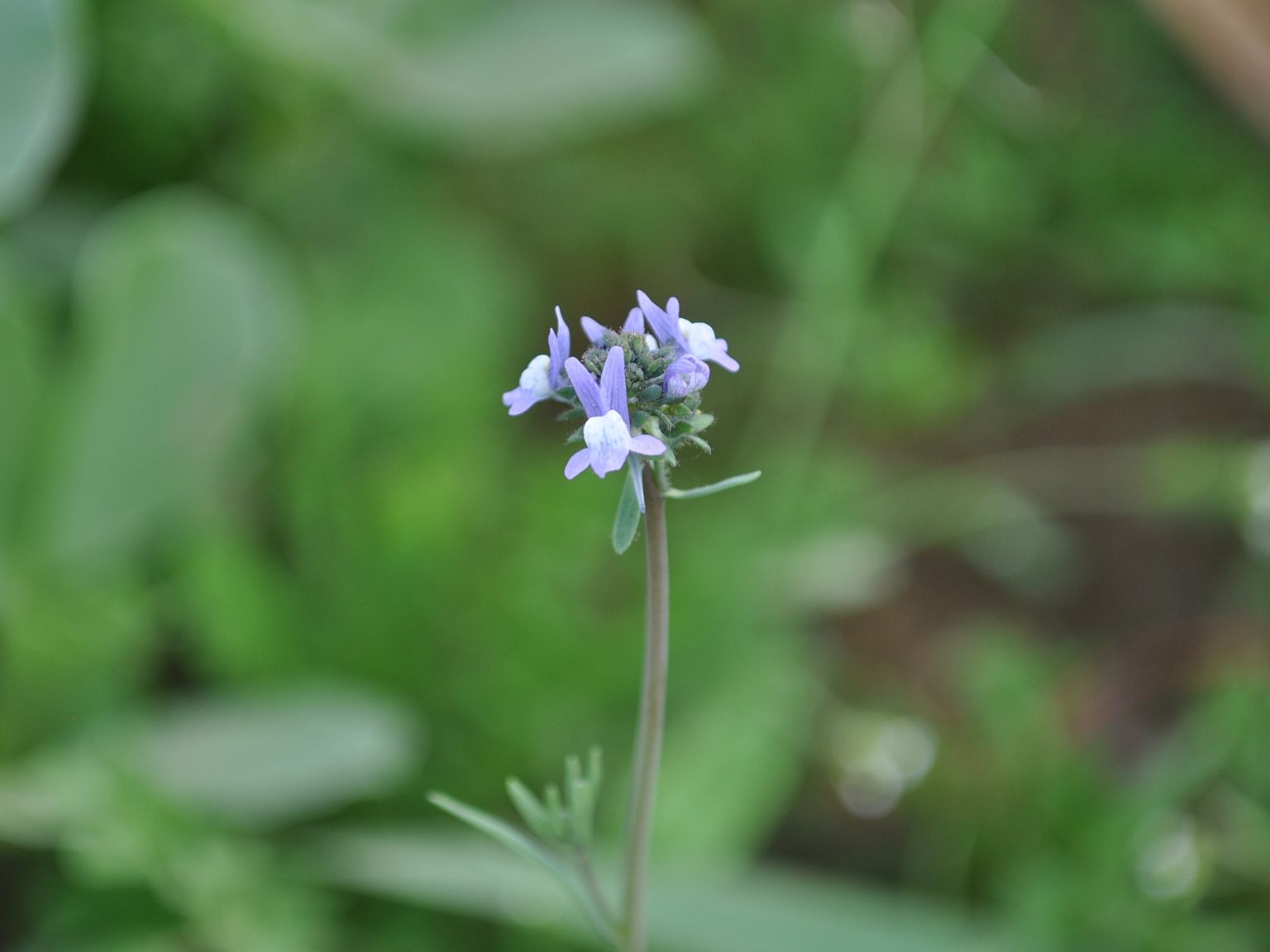 Linaria arvensis