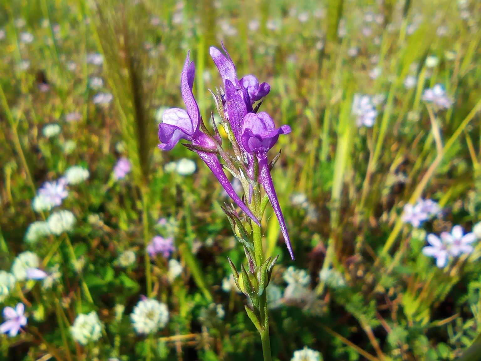 Linaria pelisseriana