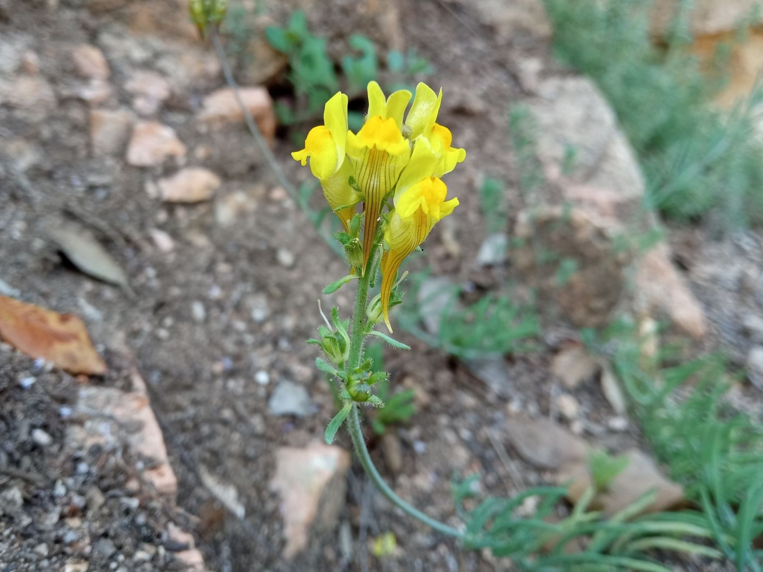 Linaria supina supina