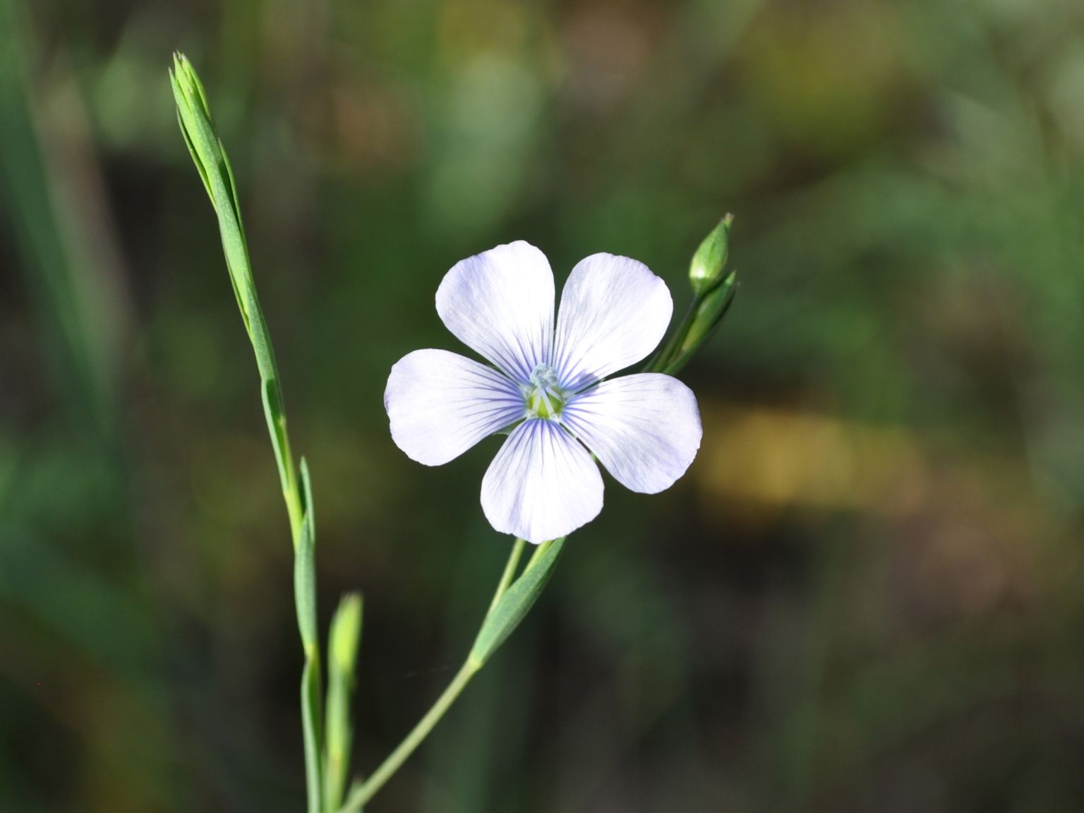 Linum bienne