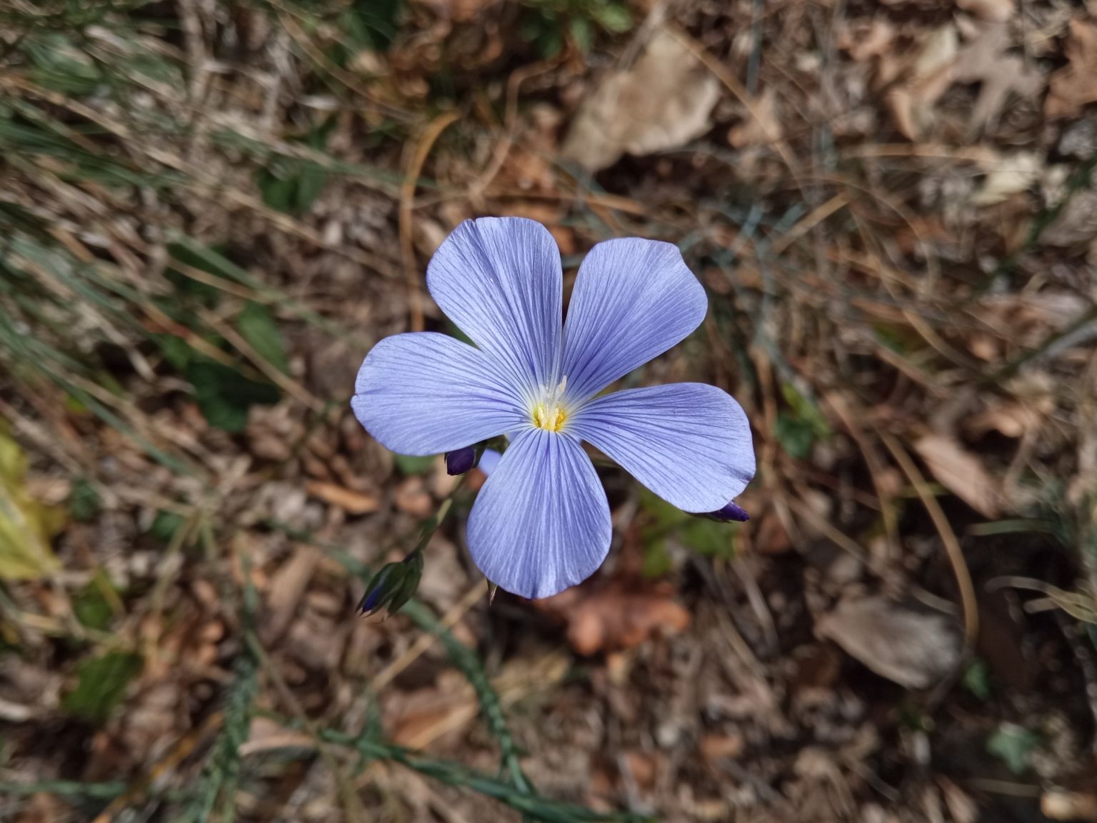 Linum narbonense narbonense
