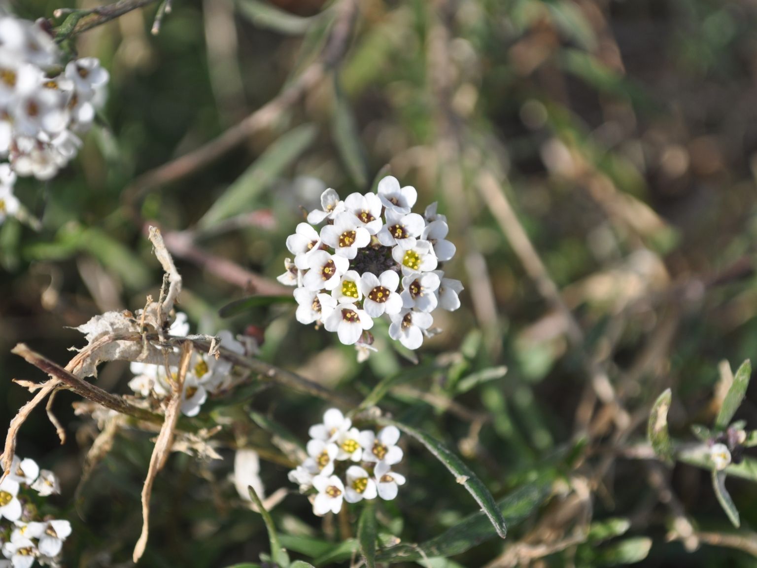 Lobularia maritima