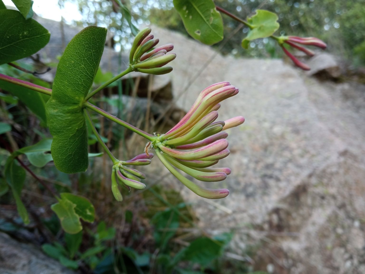 Lonicera etrusca