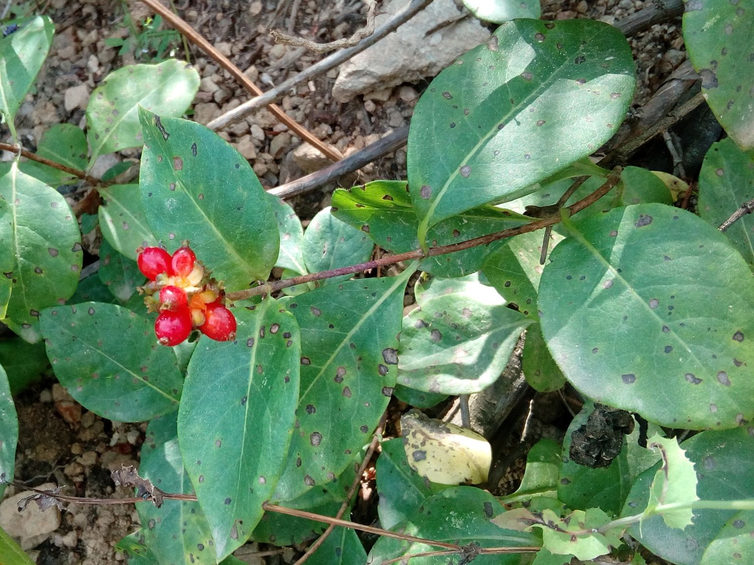 Lonicera periclymenum