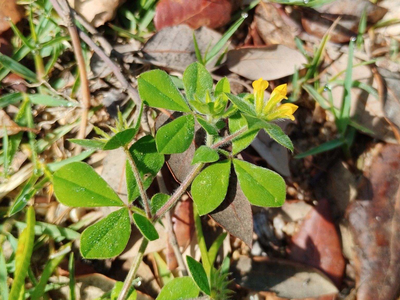 Lotus ornithopodioides