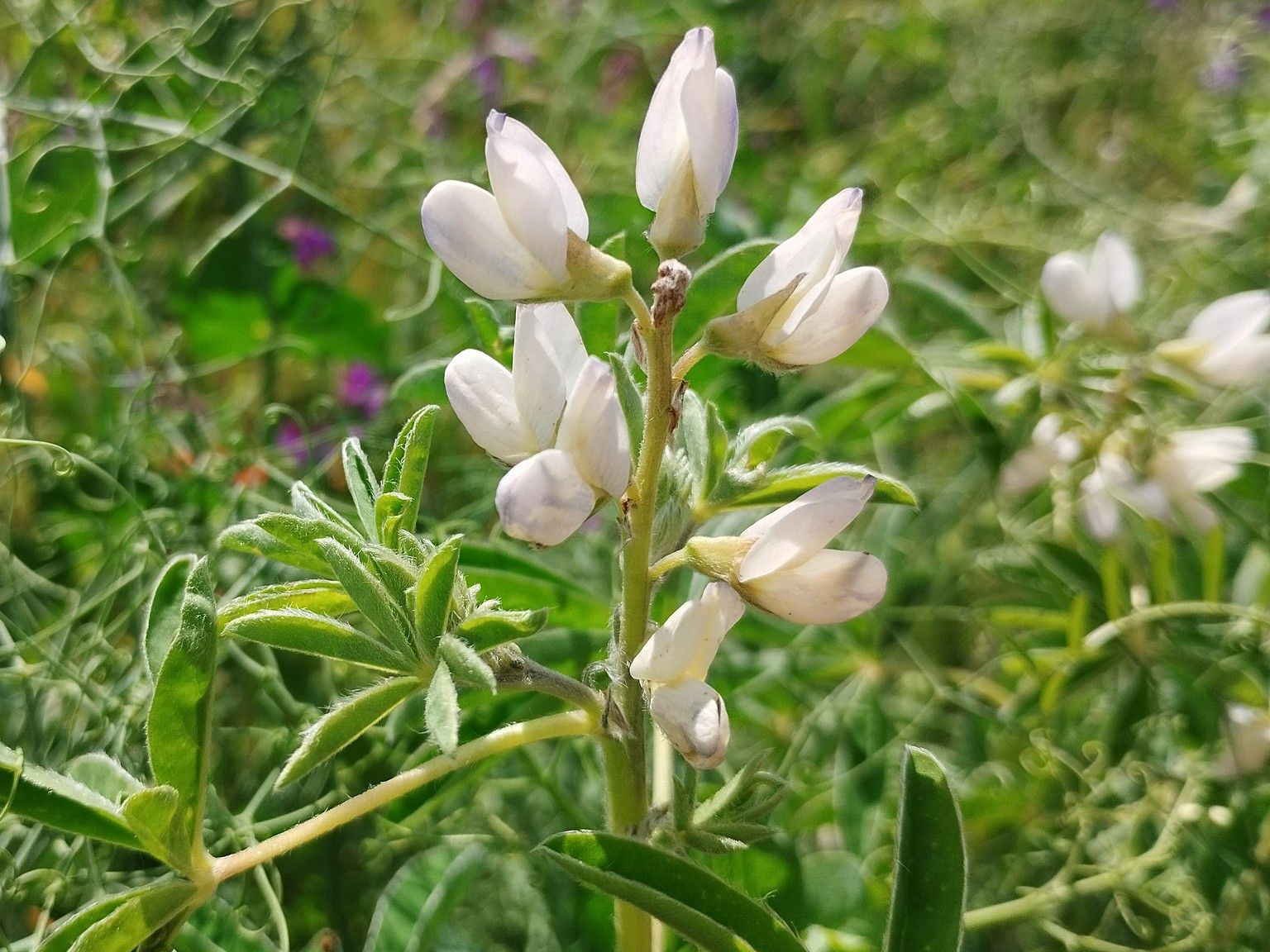 Lupinus albus