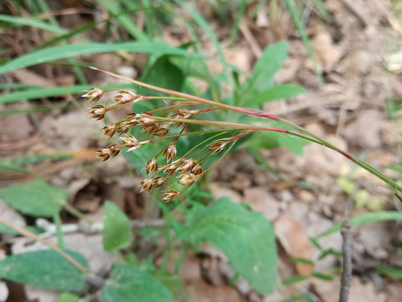 Luzula forsteri forsteri