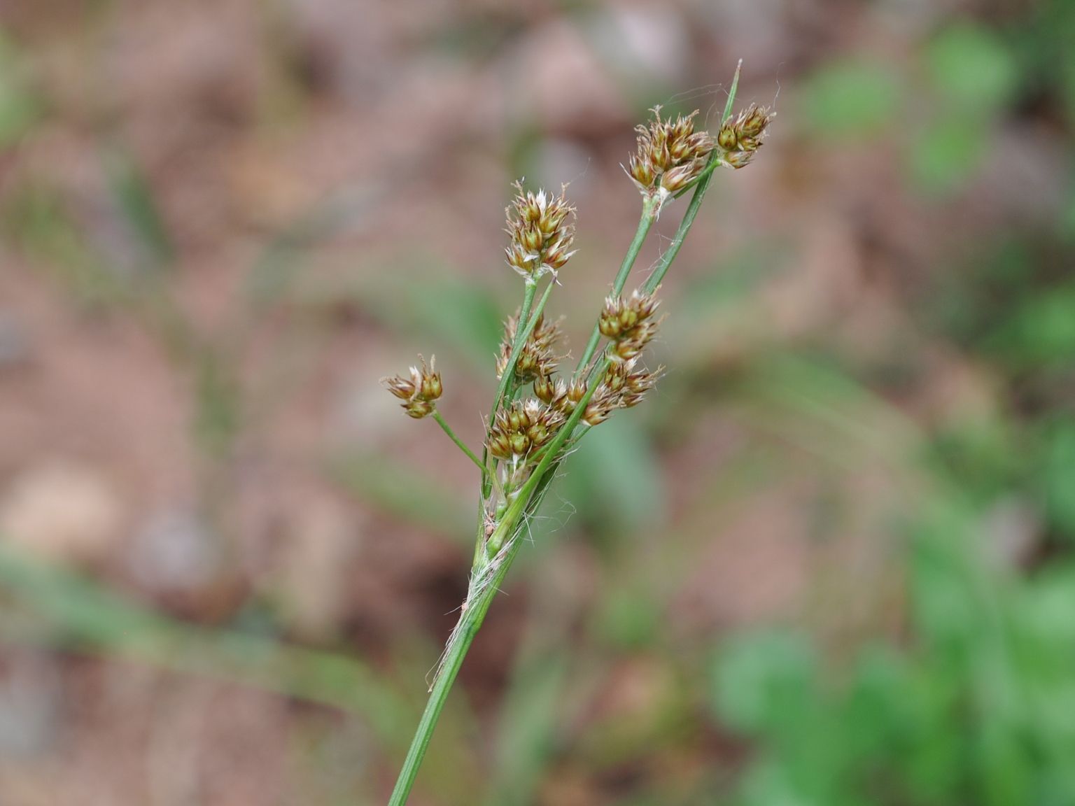Luzula multiflora multiflora