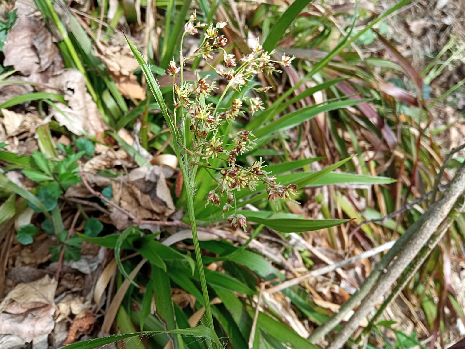 Luzula sylvatica sylvatica