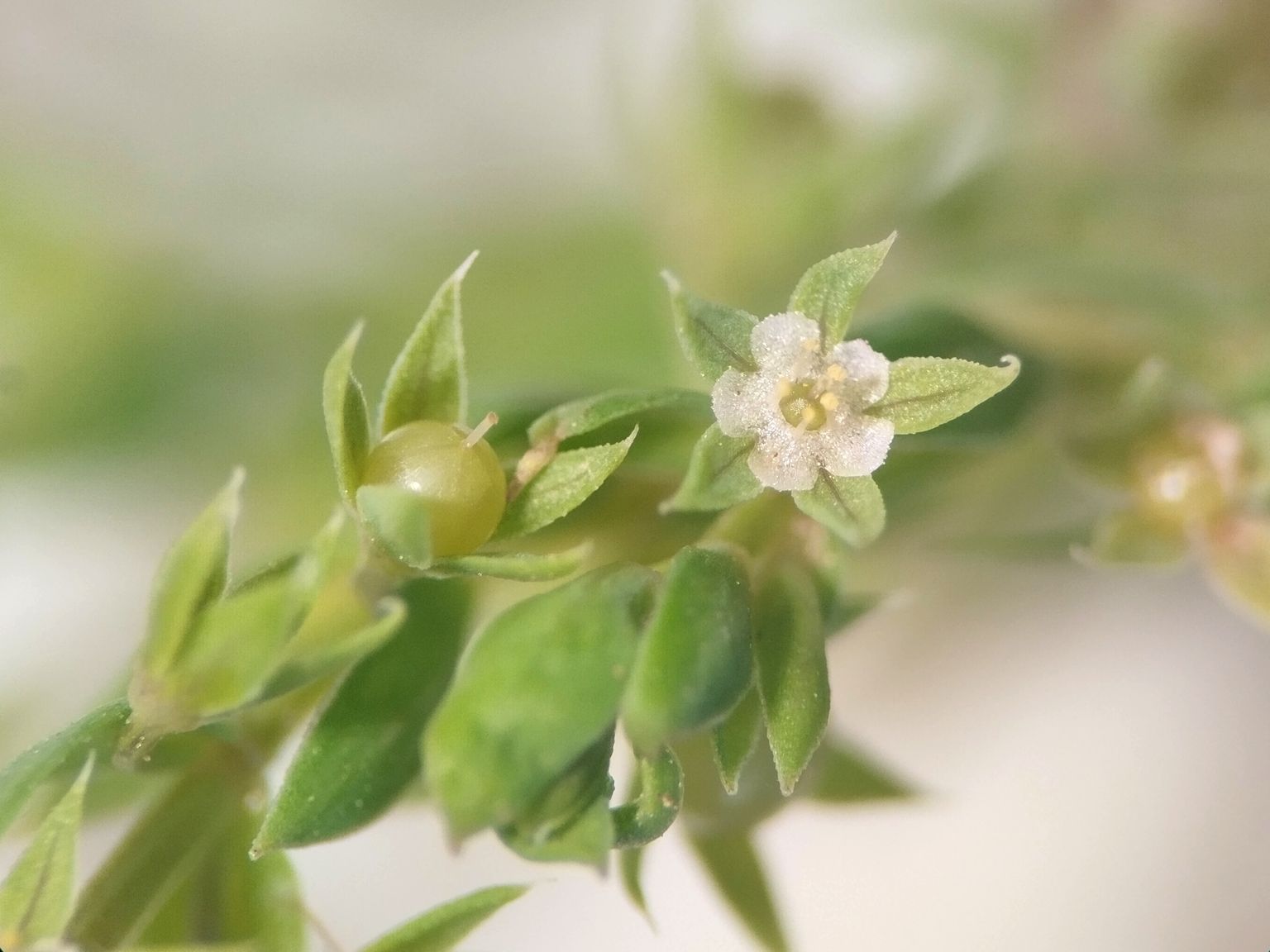 Lysimachia linum-stellatum