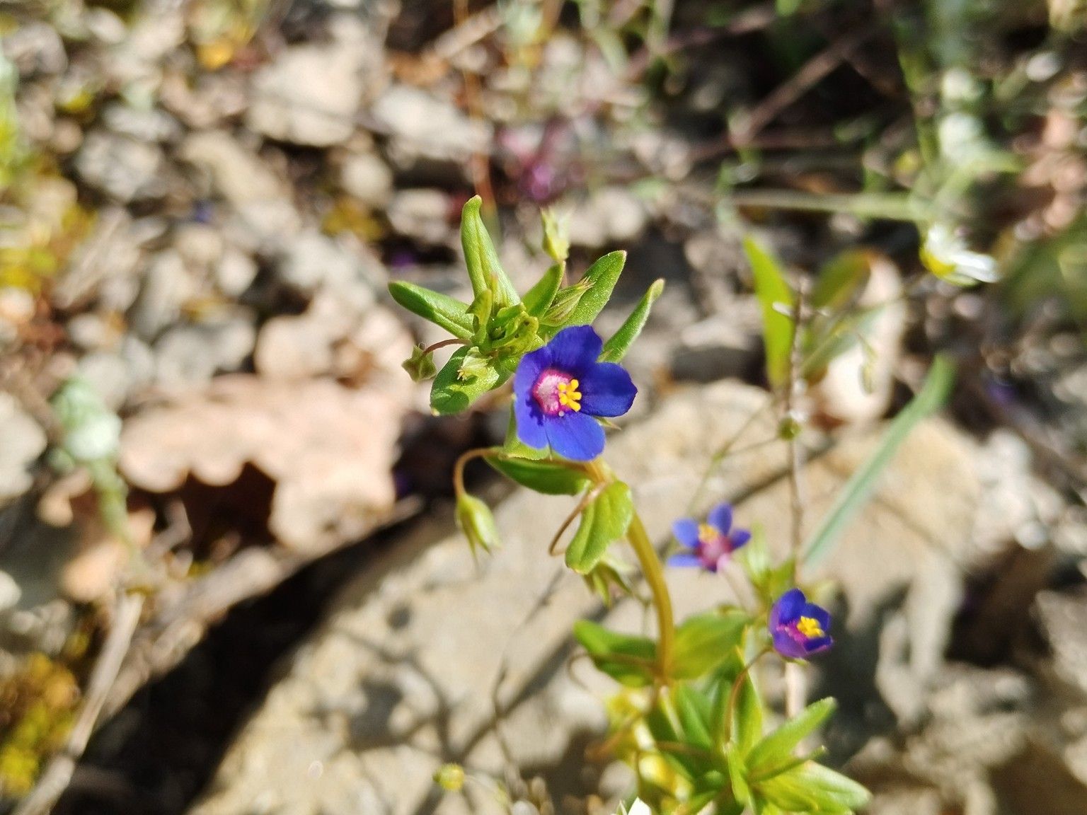Lysimachia loeflingii