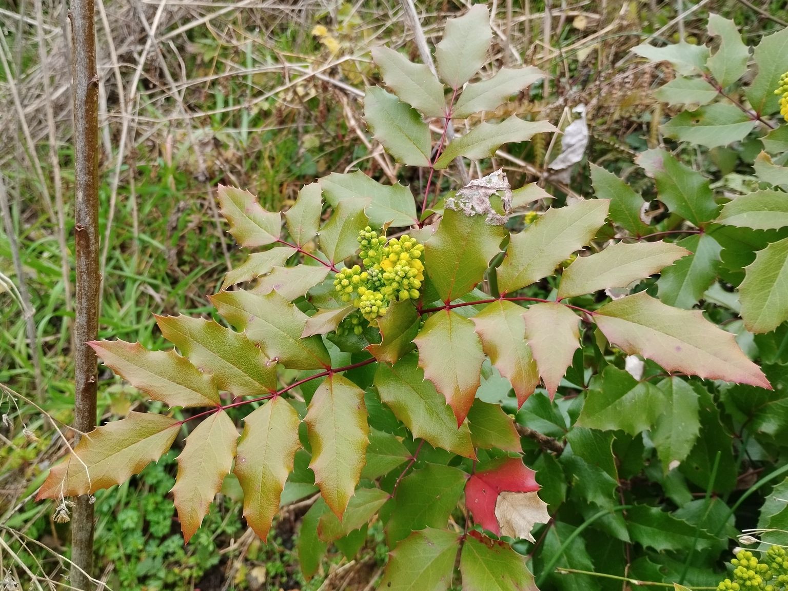 Mahonia aquifolium