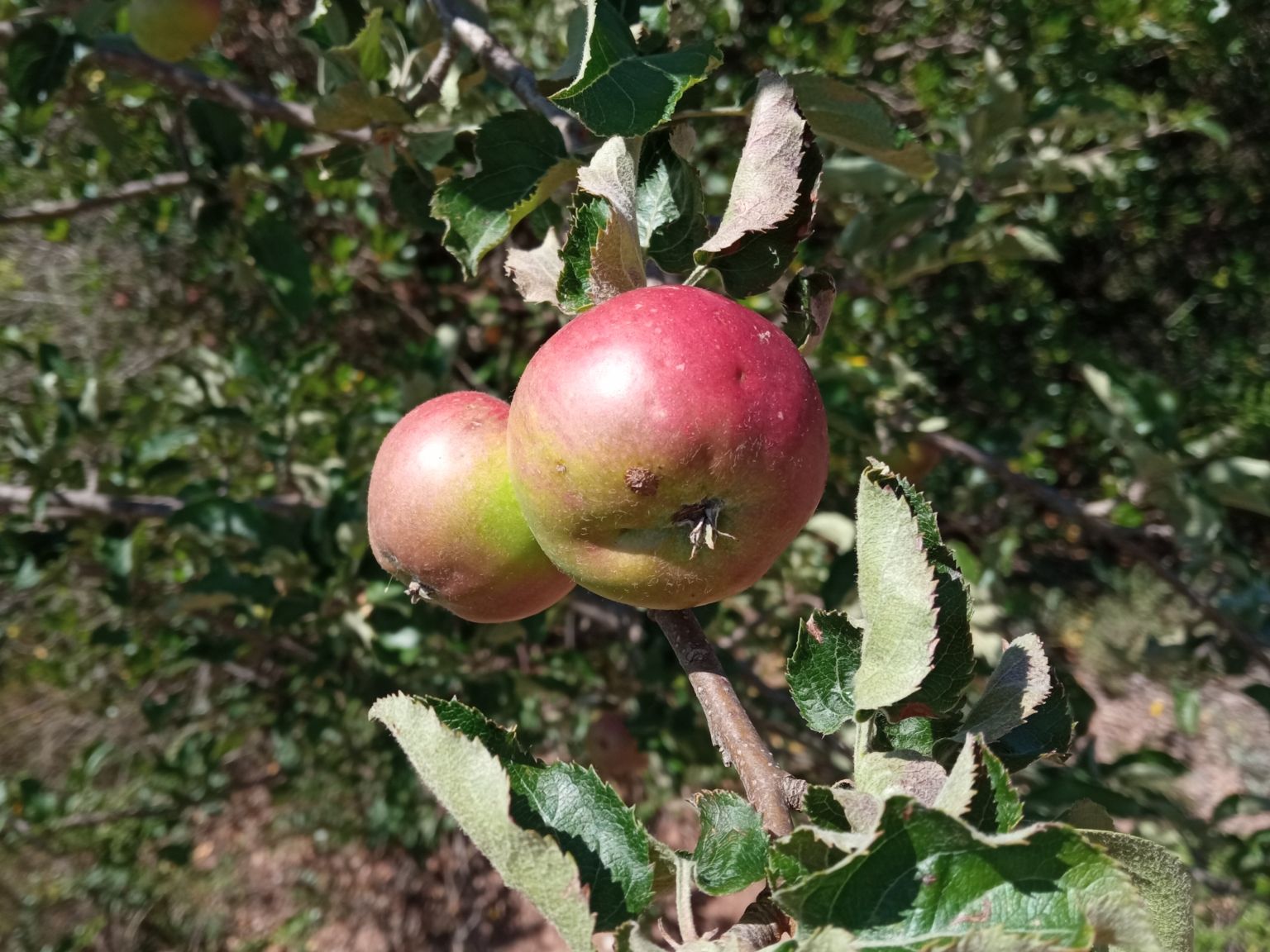Malus domestica
