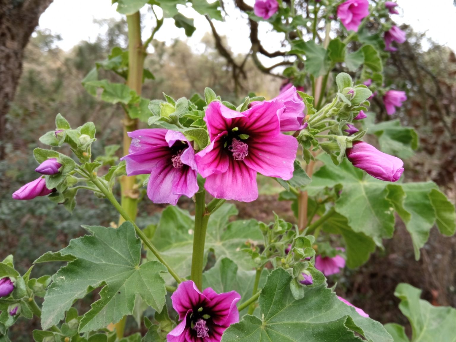 Malva arborea