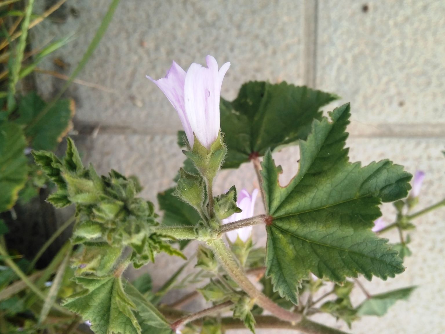 Malva multiflora