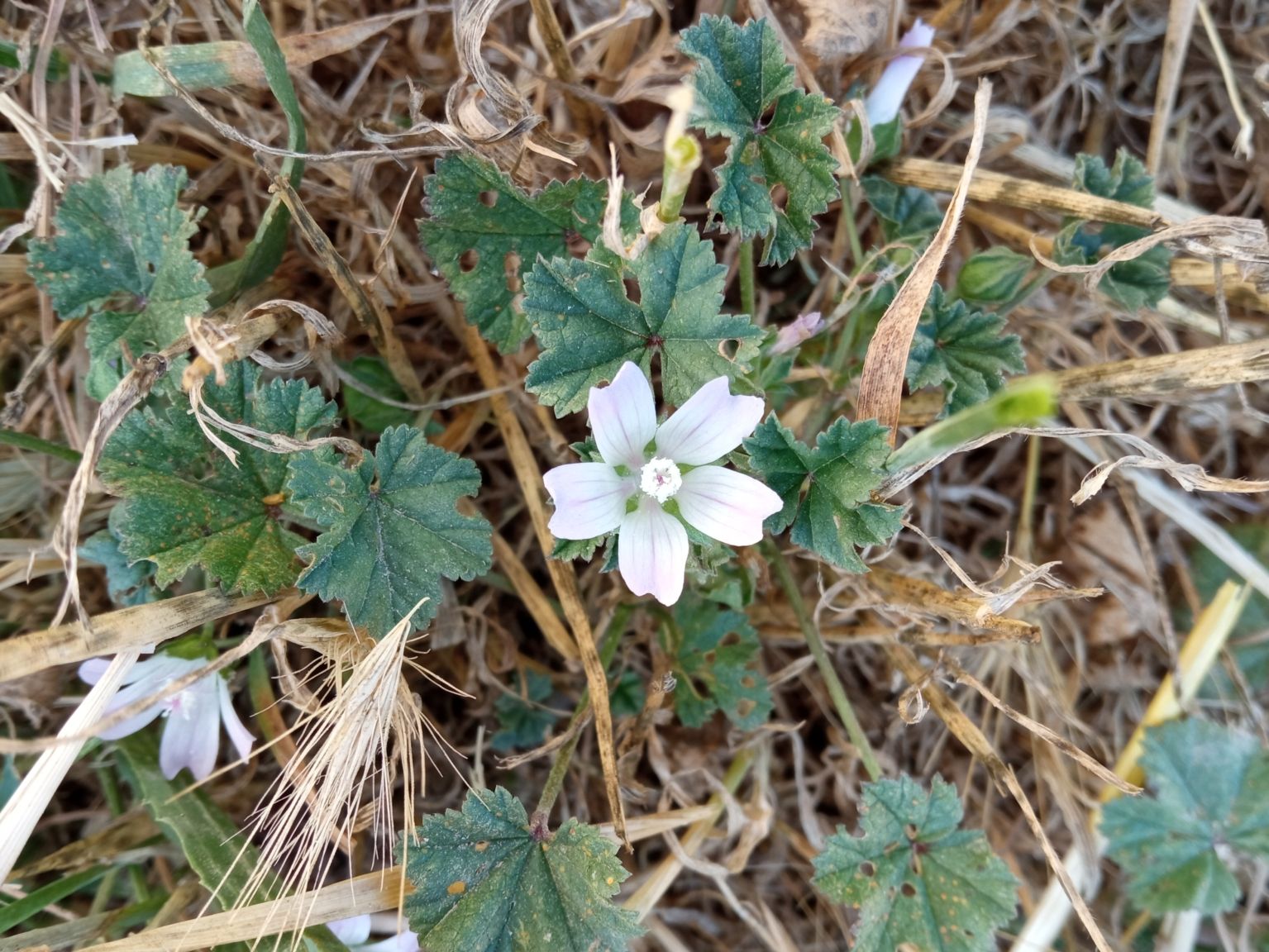 Malva neglecta