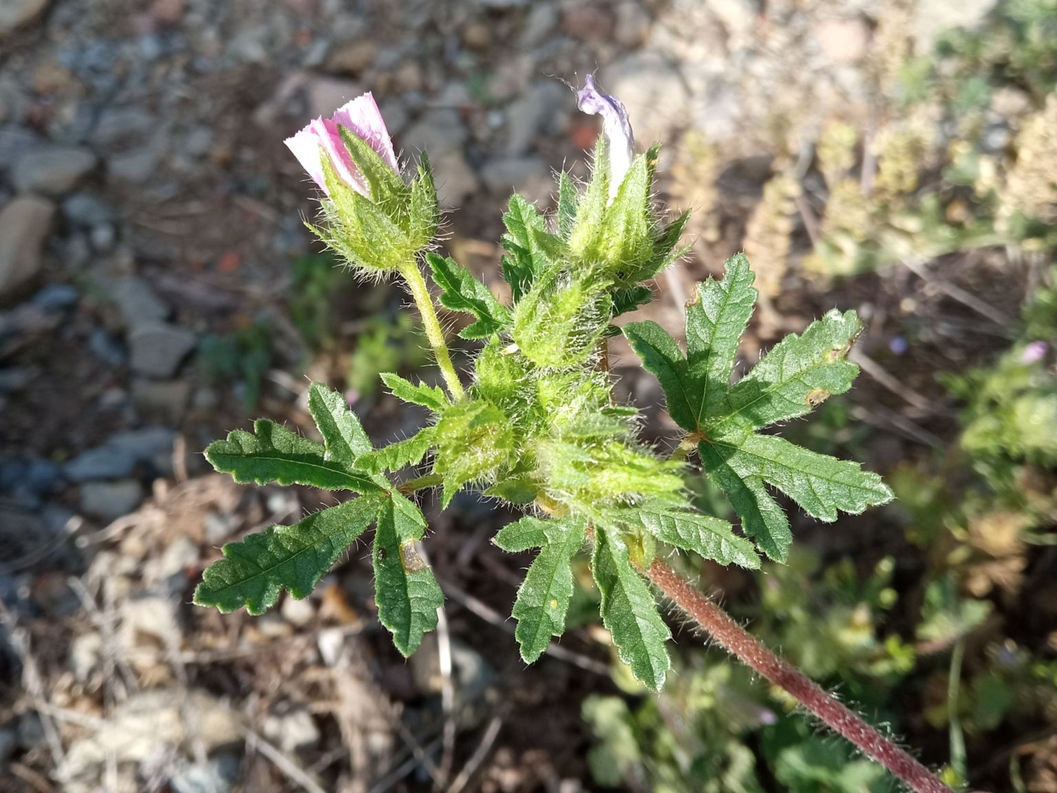 Malva setigera